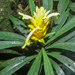 Aphelandra nemoralis Mart. ex Nees