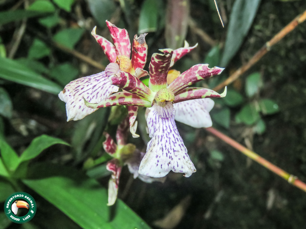 Zygopetalum crinitum