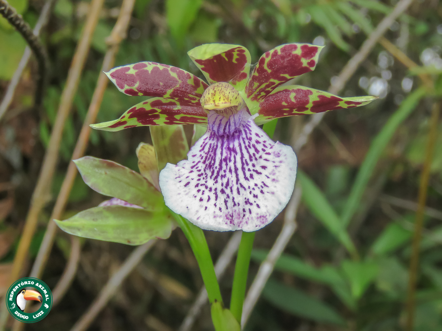 Orchid (Zygopetalum crinitum)