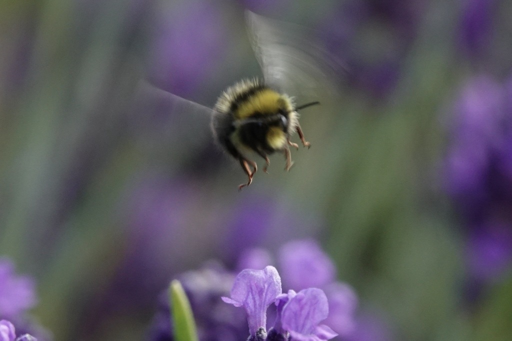 Red-tailed bumblebee (Bombus lapidarius)