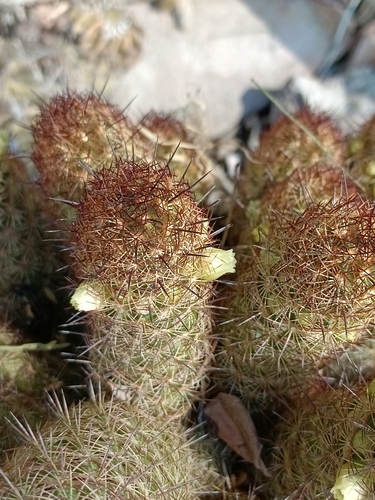 Gold Lace Cactus