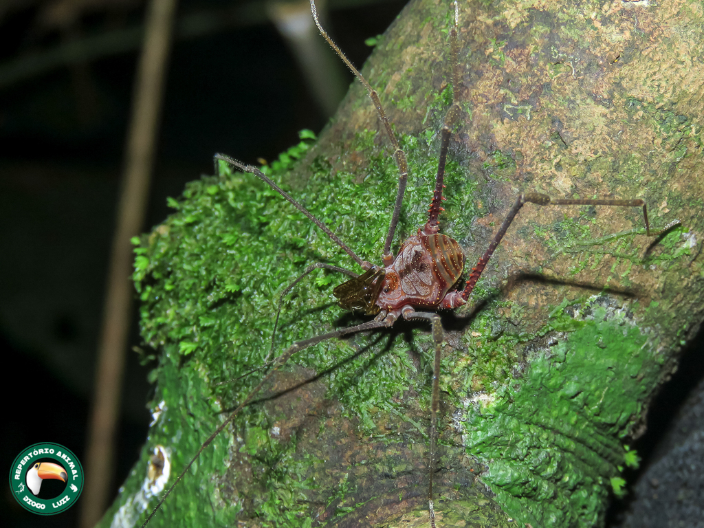 Moreiranula curupira