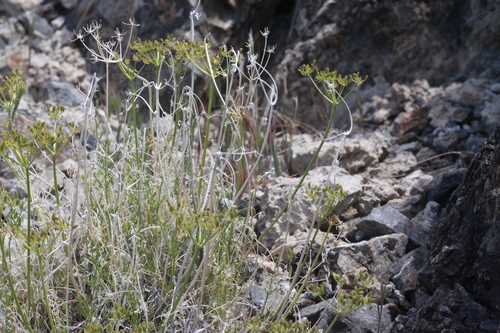 Lomatium scabrum var. scabrum