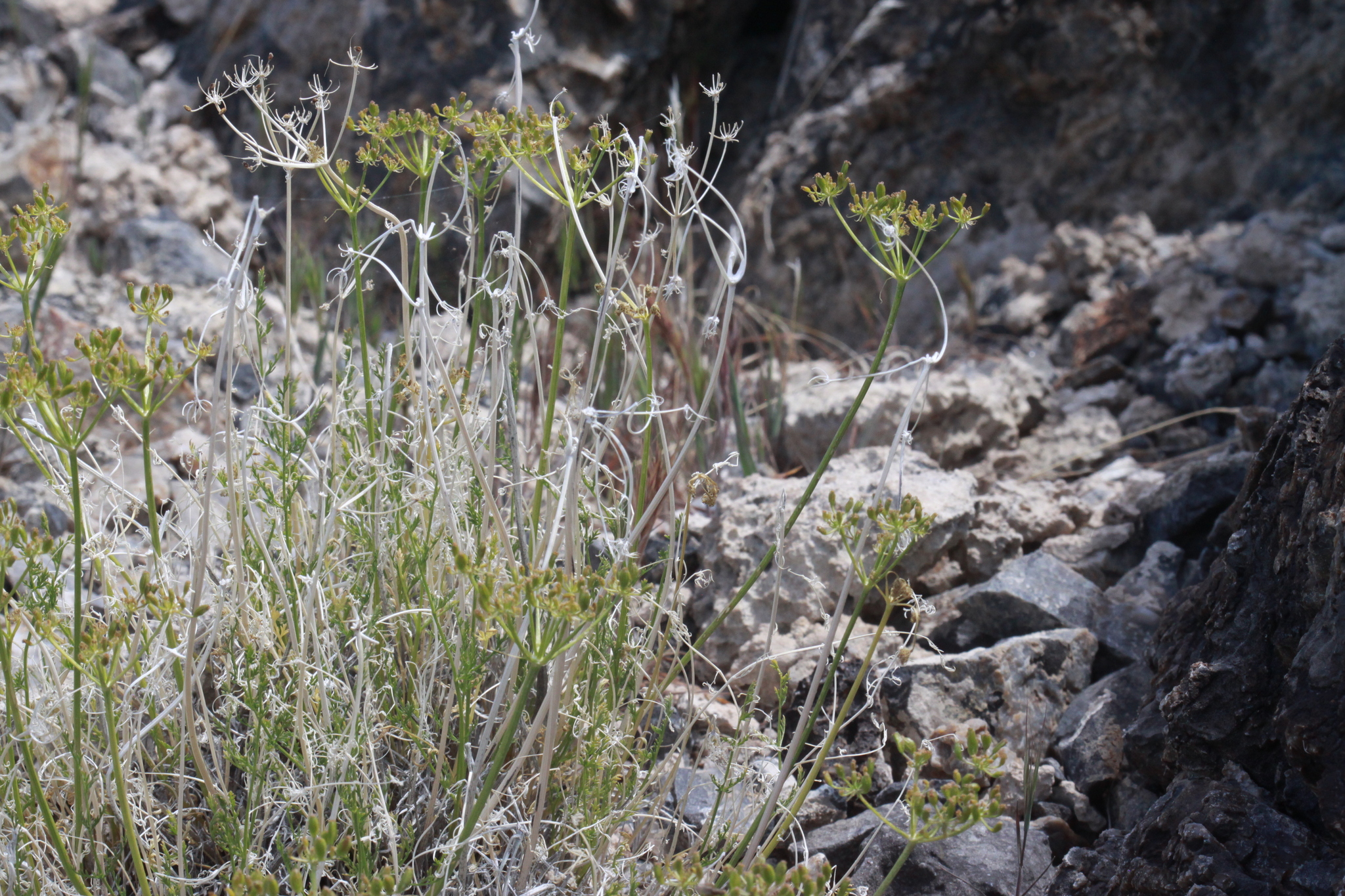 Lomatium scabrum var. scabrum