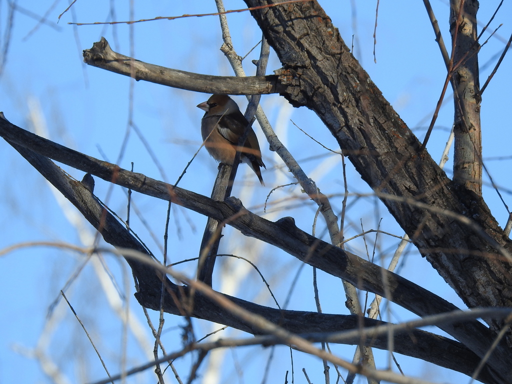 Hawfinch from Правобережный р-н, Магнитогорск, Челябинская обл., Россия ...