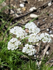 Bifora