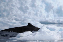 Arnoux's Beaked Whale photo 4