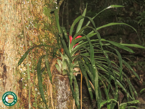 Nidularium scheremetiewii, photograph 3