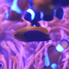 Orangeback Angelfish photo 2