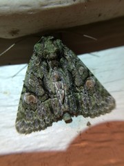 Phosphila miselioides