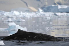 Arnoux's Beaked Whale photo 5