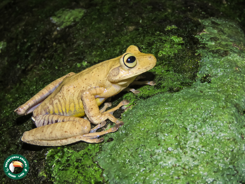 Espirito Santo Treefrog, Bokermannohyla circumdata