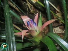 Nidularium scheremetiewii
