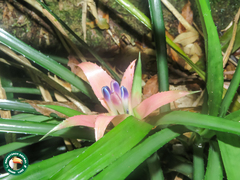 Nidularium scheremetiewii, photograph (c) Diogo Luiz, some rights reserved (CC BY)