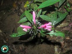 (c) Diogo Luiz, some rights reserved (CC BY) Justicia plumbaginifolia, photograph (c) Diogo Luiz, some rights reserved (CC BY)