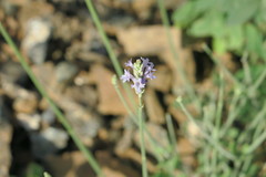 Lavandula subnuda