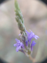 Lavandula subnuda