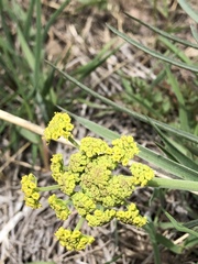 Lomatium triternatum triternatum