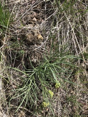 Lomatium triternatum triternatum