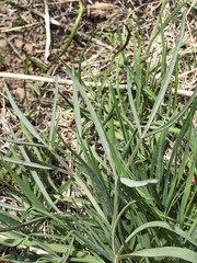 Lomatium triternatum triternatum