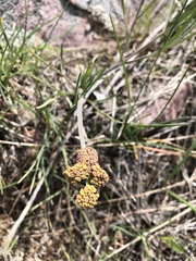 Lomatium triternatum triternatum