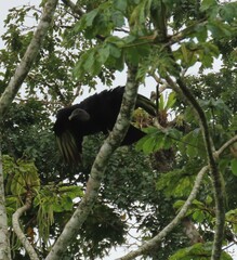 Coragyps atratus image