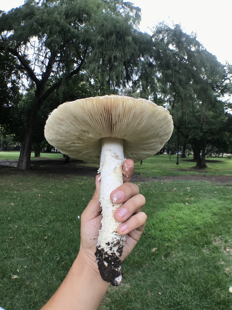 Amanita foetens · February 2024 · photo: © tutitah (iNaturalist, cc0)