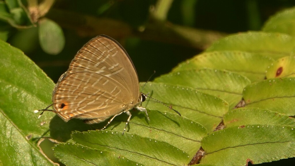 Metallic Cerulean from Whistling Woods Amboli on January 30, 2024 at 10