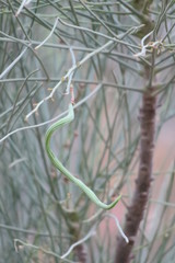 Moringa peregrina