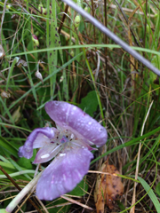 Calochortus uniflorus