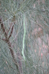 Moringa peregrina