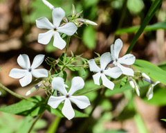 Phlox divaricata laphamii