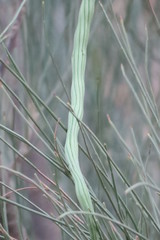 Moringa peregrina