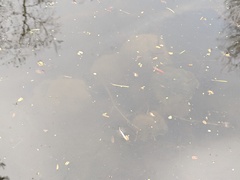 Ambystoma gracile