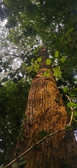 African Milk Tree (Balakata)