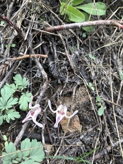 Dicentra uniflora