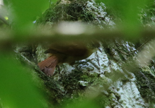 Coiba Spinetail (Cranioleuca dissita), photo 4
