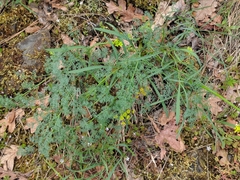 Lomatium papilioniferum
