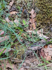 Lomatium papilioniferum