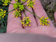 Lomatium papilioniferum