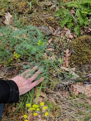 Lomatium papilioniferum