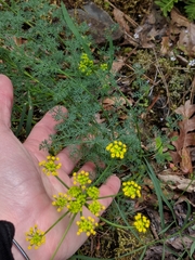Lomatium papilioniferum