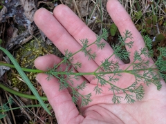 Lomatium papilioniferum