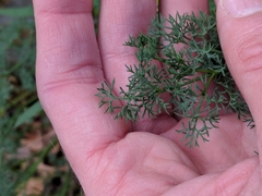 Lomatium papilioniferum