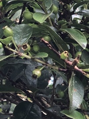 Psidium guineense