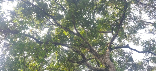 Image of Castanopsis indica by (c) T R Shankar Raman, some rights reserved (CC BY)