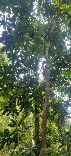 বৰহমথুৰি (Magnolia hodgsonii)