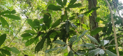 Image of Magnolia hodgsonii by (c) T R Shankar Raman, some rights reserved (CC BY)