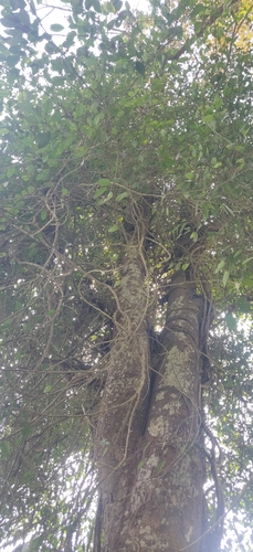Ficus sinuata observed 2024-02-24