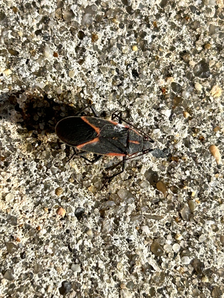 Eastern Boxelder Bug in February 2024 by dinohmf · iNaturalist